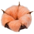 Цветок хлопка Cotton, оранжевый, , хлопок 100%